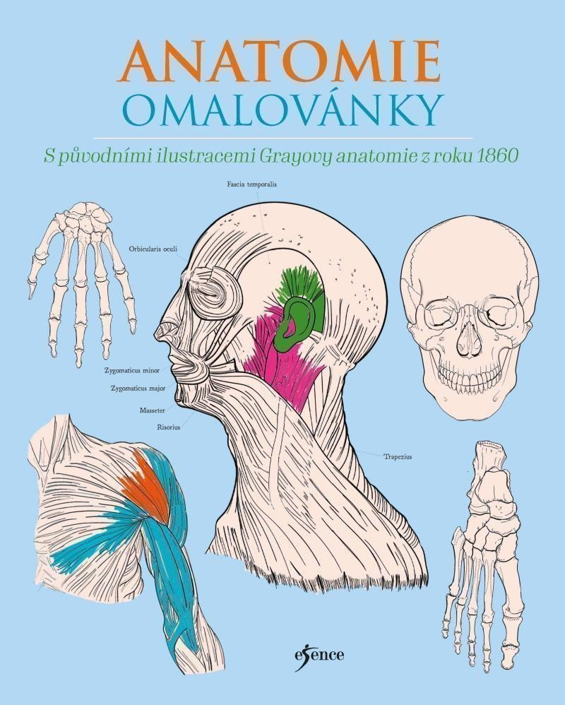 Anatomie omalovánky – Henry Carter, Henry Gray