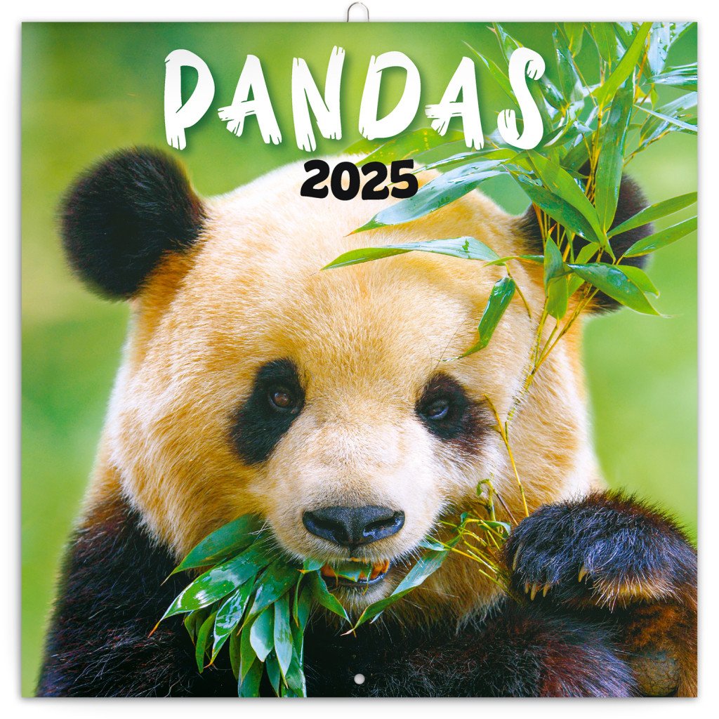 Kalendář 2025 poznámkový: Pandy, 30 × 30 cm